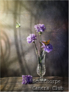 Purple Flowers