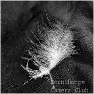 Feather Lost 