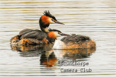 Family of Great Crested Grebes   