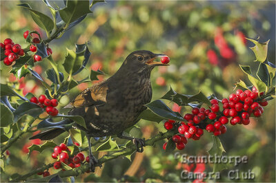 Female Blackbird Feeding on Berries  