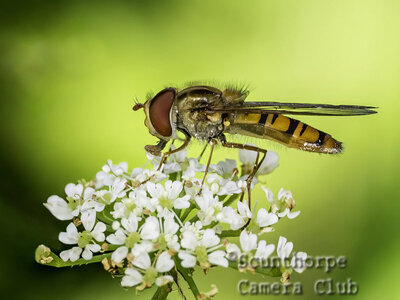 Marmalade Hoverfly