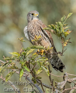 Female kestrel scanning for prey 
