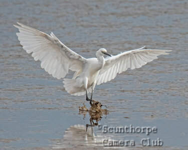 Little egret landing  