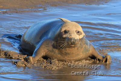 Muddy seal