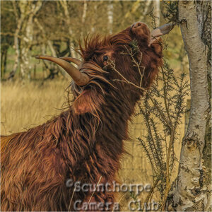 Thorny Lunch 