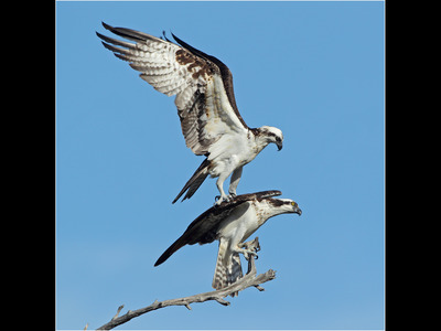 Ospreys preparing to mate