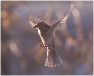 Sparrow in Flight