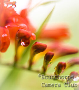 Critter in the crocosmia 