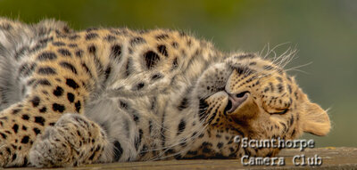 Taking a Cat nap 