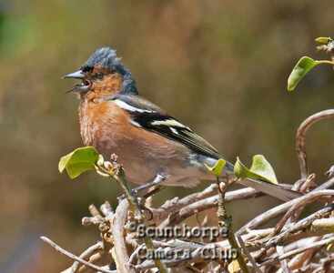 Male chaffinch, singing