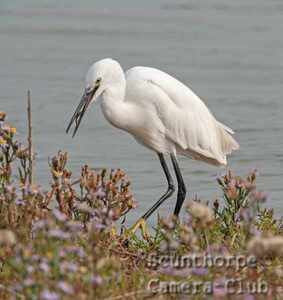 Egret with fish 