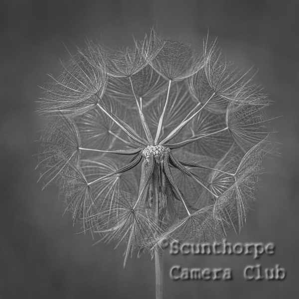Dandelion