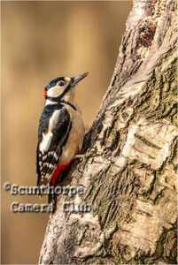 Male Great Spotted Woodpecker
