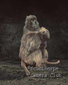 The comfort of company