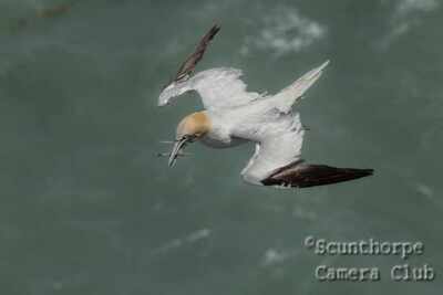 Gannet with nesting material