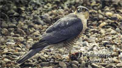 Sparrow Hawk