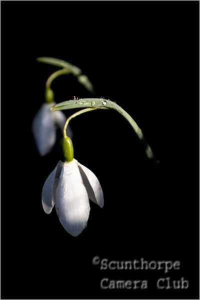 Snowdrop