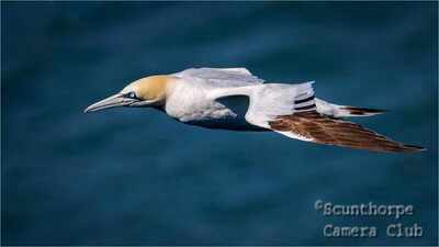 Gannet in Flight