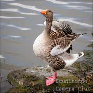 Greylag Goose