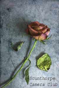 Rose Falling Apart