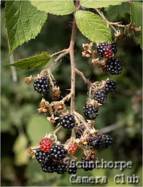 Autumn-fruit