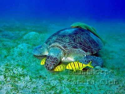 Green Turtle and Pilot Fish