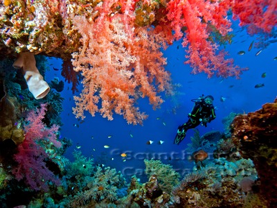 Soft Corals and Diver 